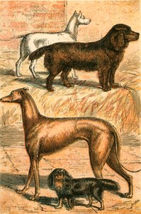 Terrier, Spaniel, Levriero e Spaniel del Re Carlo da English School