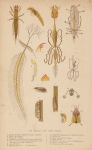La mosca dell