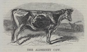 La mucca di Alderney (incisione)