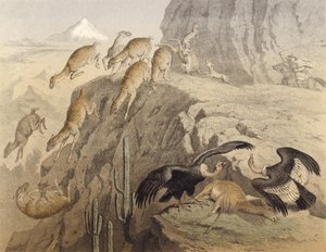 Le montagne delle Ande in Perù, caccia al lama, il condor da English School