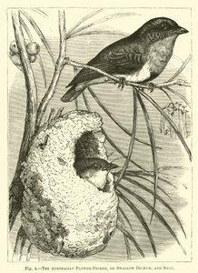 Il fiorpecker australiano, o Dicaeum rondine, e nido da English School