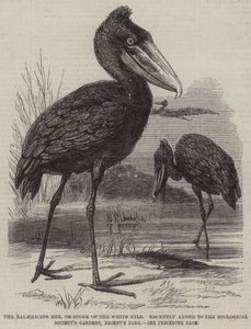 Il Balaeniceps rex, o cicogna del Nilo Bianco, recentemente aggiunto ai Giardini della Società Zoologica, Regent
