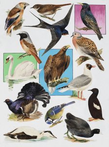 Gli uccelli della Gran Bretagna da English School