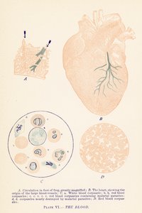 Il sangue