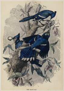 La ghiandaia azzurra