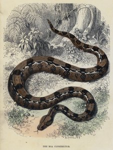 Il Boa Constrictor