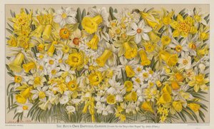 Il giardino dei narcisi del ragazzo