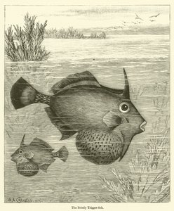 Il pesce scorpione da English School
