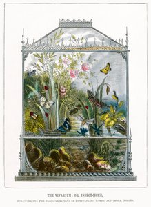 Il Vivarium delle farfalle (incisione a colori) da English School
