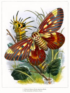 Il Vivarium delle farfalle (incisione a colori)