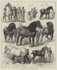 La Mostra del Cavallo da Tiro alla Sala dell