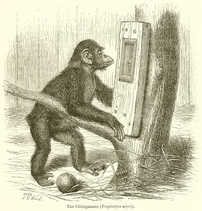 Lo scimpanzé (Troglodytes Niger) da English School