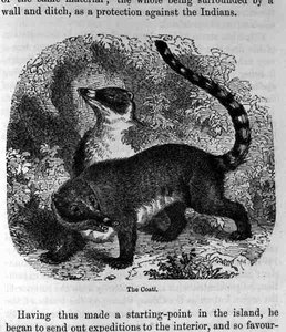 Il Coati, da Santo Domingo Passato e Presente di Samuel Hazard, pub. 1873 da English School