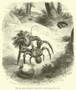 Il granchio ladro di cocco, Birgus latro