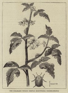 Il coleottero della patata del Colorado, Doryphora decemlineata (incisione) da English School