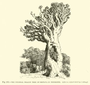 Il colossale albero del drago di Orotava a Tenerife da English School