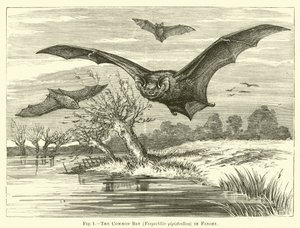 Il pipistrello comune, Vespertilio pipistrellus, in volo da English School