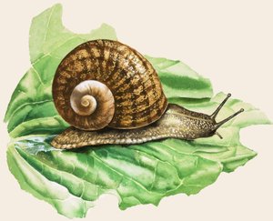 La comune lumaca da giardino, illustrazione da "Lumache e limacce". da English School