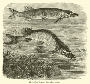 Il luccio comune, Esox lucius da English School