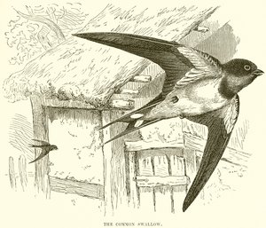 La rondine comune
