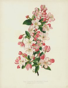 Pyrus (Malus) Floribunda