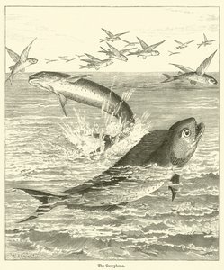La Coryphene da English School