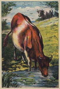 La mucca