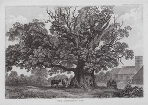 La quercia di Cowthope (incisione) da English School