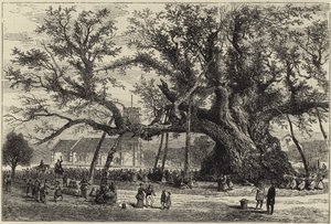 La quercia di Cowthorpe da English School