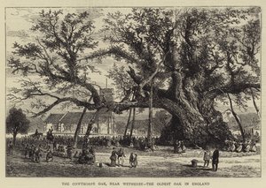 La quercia di Cowthorpe, vicino a Wetherby, la quercia più antica d