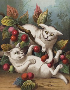 Il gattino arrabbiato da English School