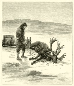 La renna morta