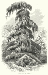 Il Cedro Deodar