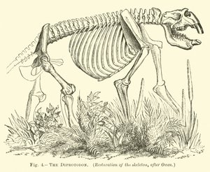 Il Diprotodonte da English School