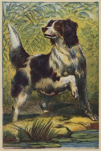 Il cane