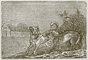 Il cane e il lupo (incisione) da English School