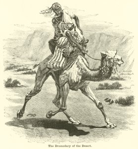 Il dromedario del deserto da English School