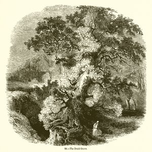 Il boschetto dei druidi