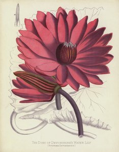La ninfea del Duca di Devonshire, Nymphaea Devoniensis da English School