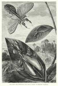 Le uova e le forme immature e adulte di Phyllium siccifolium da English School