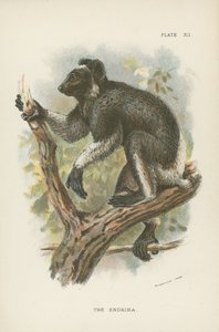 L