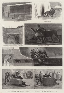 La fuga dei leoni dal menagerie a Birmingham da English School