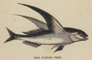 Il pesce volante da English School