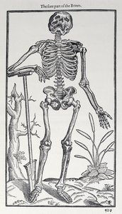 Parte anteriore delle ossa, tavola da The Historie of Man pubblicato da John Banister, 1578