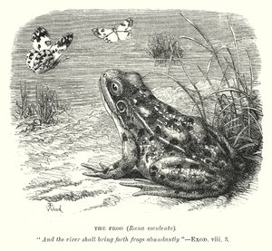 La rana (Rona Esculenta) (incisione)