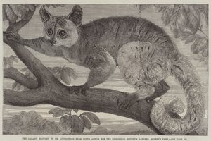 Il Galago, portato dal Dr Livingstone dal Sud Africa per i Giardini della Società Zoologica, Regent