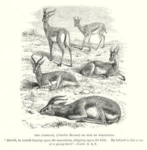 La gazzella (Gazella Dorcas) o il capriolo della Scrittura (incisione) da English School