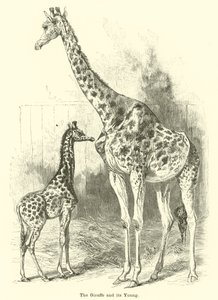 La giraffa e il suo piccolo da English School