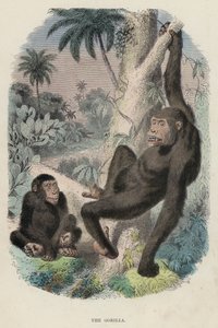 Il gorilla da English School