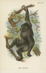 Il Gorilla da English School